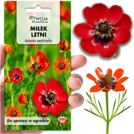 milek-letni-czerwony-nasiona-kwiatow-do-ogrodu-na-skalniaki-120-nasion