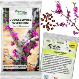 judaszowiec-wschodni-nasiona-jadalne-kwiaty-wyrastajace-z-pnia-5-nasion