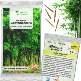 bambus-mrozoodporny-nasiona-phyllostachys-pubescens-do-20-c-5-nasion