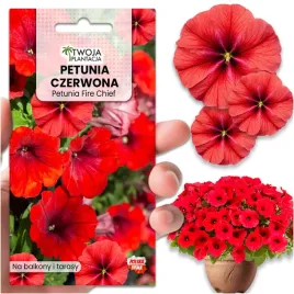 petunia-czerwona-fire-chief-nasiona-do-ogrodu-na-taras-piekna-900-nasion