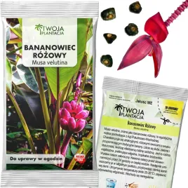 bananowiec-musa-velutina-piekny-rozowy-do-ogrodu-nasiona-5-sztuk