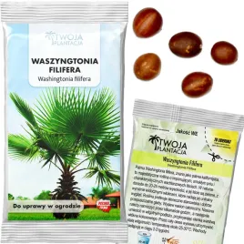 washingtonia-filifera-nasiona-palma-nitkowata-do-ogrodu-5-nasion