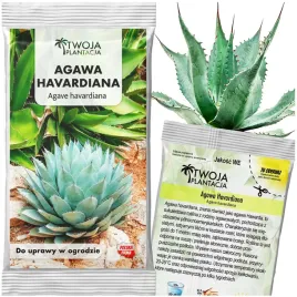 mrozoodporna-agave-havardiana-25c-agawa-havarda-nasiona-agawy-5-nasion