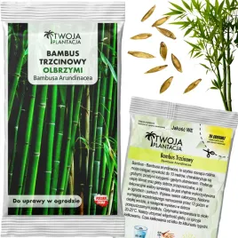 bambus-trzcinowy-nasiona-bambusa-arundinacea-olbrzymi-trzcinowaty-10-nasion