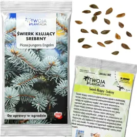 swierk-srebrny-klujacy-nasiona-niebieski-picea-pungens-engeln-20-nasion