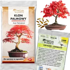 klon-palmowy-nasiona-acer-palmatum-mrozoodporny-czerwony-do-ogrodu-5-szt