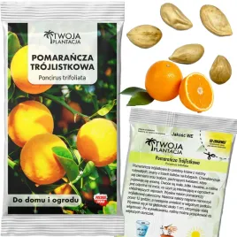 pomarancza-trojlistkowa-nasiona-poncirus-trifoliata-mrozoodporna-5-sztuk