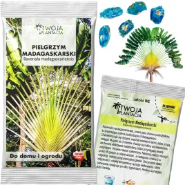 ravenala-madagascariensis-nasiona-pielgrzan-madagaskarski-do-domu-5-sztuk