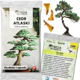 cedr-atlaski-nasiona-cedrus-atlantica-na-bonsai-mrozoodporny-3-sztuki
