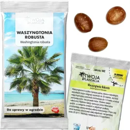 washingtonia-robusta-nasiona-palma-meksykanska-do-ogrodu-jakosc-3-szt