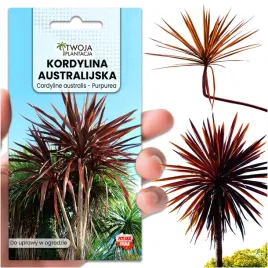 kordylina-australijska-purpurea-nasiona-mrozoodporna-do-ogrodu-10-nasion