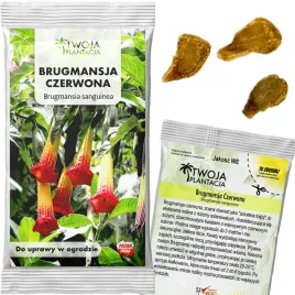 brugmansia-sanguinea-nasiona-czerwona-wielkie-anielskie-traby-3-nasiona