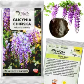 glicynia-chinska-nasiona-wisteria-sinensis-zwisajace-pnacze-1-sztuka