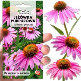 rudbekia-jezowka-purpurowa-nasiona-echinacea-purpurea-miododajna-70-nasion