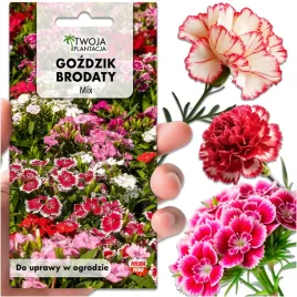 gozdzik-brodaty-nasiona-mix-mieszanka-pelnych-kwiatow-do-ogrodu-400-nasion