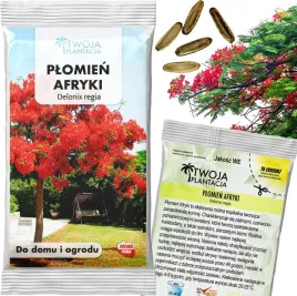 plomien-afryki-nasiona-delonix-regia-bonsai-egzotyczne-drzewko-w-domu-5-szt