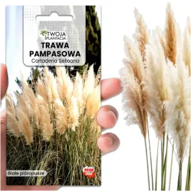 trawa-pampasowa-biala-nasiona-do-ogrodu-pioropusze-do-2-metrow-100-nasion
