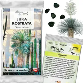 juka-rostrata-nasiona-yucca-rostrata-mrozoodporna-do-ogrodu-5-nasion