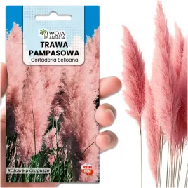 trawa-pampasowa-rozowa-nasiona-do-ogrodu-pioropusze-do-2-metrow-100-nasion