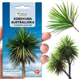 kordylina-australijska-zielona-nasiona-mrozoodporna-do-ogrodu-10-nasion