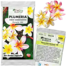 plumeria-nasiona-kwiat-zakochanych-mix-kwiaty-lei-pachnacy-rubra-alba-2-szt