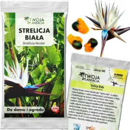 strelicja-biala-nasiona-strelitzia-nicolai-rajski-ptak-bylina-3-szt