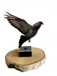 statuetka-golab-akryl-z-nadrukiem-hodowca