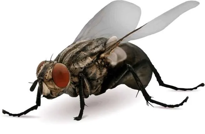 bros-muchospray-250ml-waga-0-21-kg