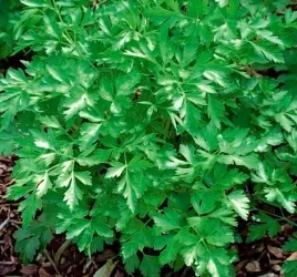 pietruszka-pietruszka-naciowa-festival-tasma-pietruszka-nac-festival