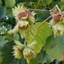 orzech-laskowy-barcelonski-leszczyna-2l