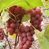 winorosl-lidia-2l-styl-ogrod-srodziemnomorski-ogrod-wiejski-ogrod-skalny-ogrod-nowoczesny-ogrod-japonski