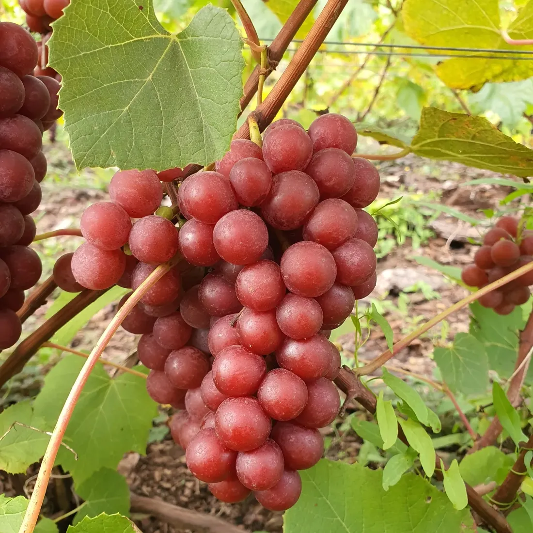 winorosl-lidia-2l-styl-ogrod-srodziemnomorski-ogrod-wiejski-ogrod-skalny-ogrod-nowoczesny-ogrod-japonski