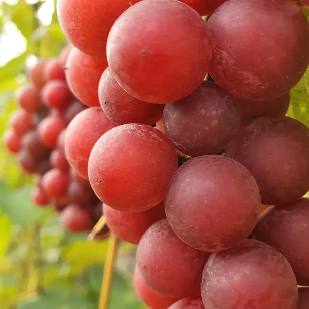 winorosl-lidia-2l-nazwa-lacinska-vitis-vinifera