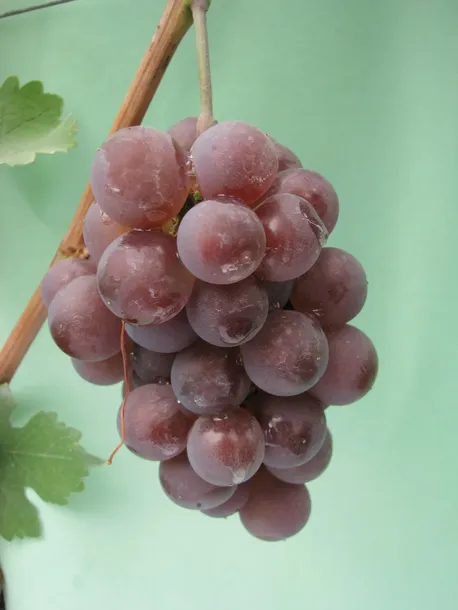 winorosl-lidia-2l-styl-ogrod-srodziemnomorski-ogrod-wiejski-ogrod-skalny-ogrod-nowoczesny-ogrod-japonski-rodzaj-rosliny-winorosl