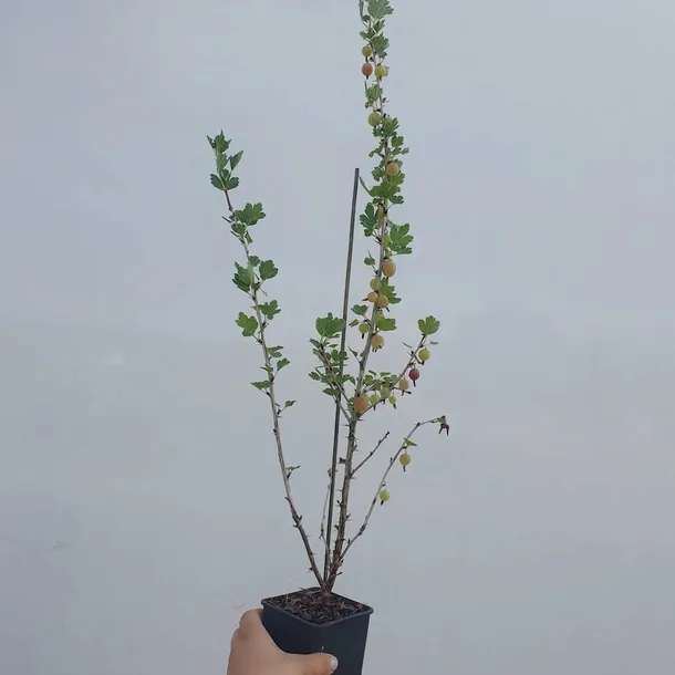 agrest-czerwony-hinnonmaki-rot-2l-nazwa-lacinska-ribes-uva-crispa