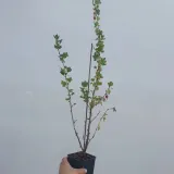 agrest-czerwony-hinnonmaki-rot-2l-nazwa-lacinska-ribes-uva-crispa