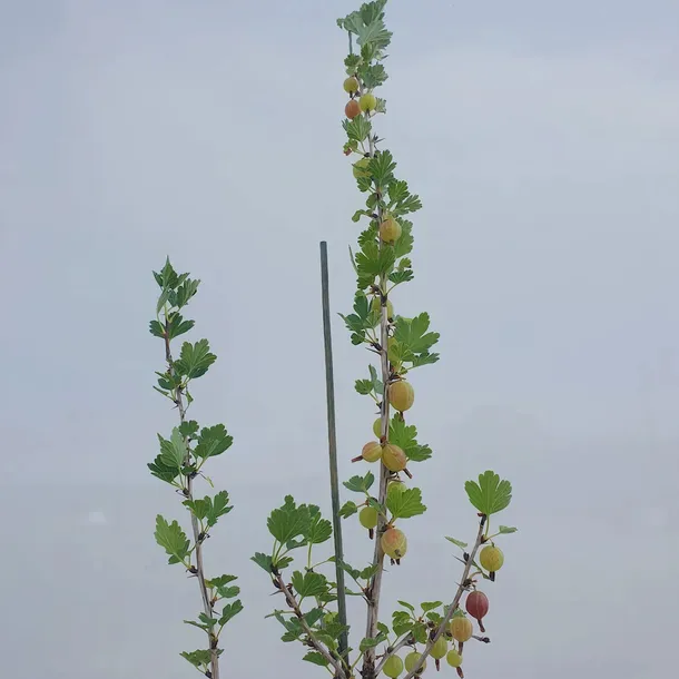 agrest-czerwony-hinnonmaki-rot-2l-styl-ogrod-srodziemnomorski-ogrod-wiejski-ogrod-skalny-ogrod-nowoczesny-ogrod-japonski-rodzaj-rosliny-agrest