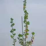 agrest-czerwony-hinnonmaki-rot-2l-styl-ogrod-srodziemnomorski-ogrod-wiejski-ogrod-skalny-ogrod-nowoczesny-ogrod-japonski-rodzaj-rosliny-agrest