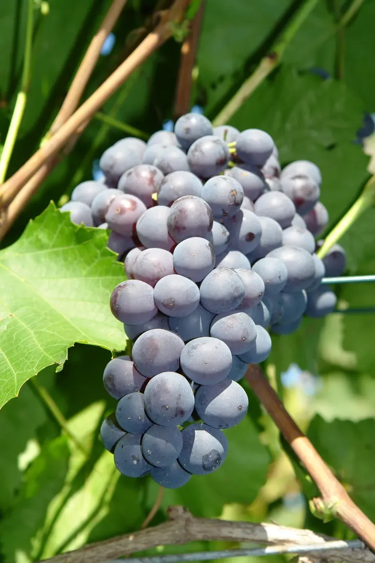 winorosl-agat-donski-2l