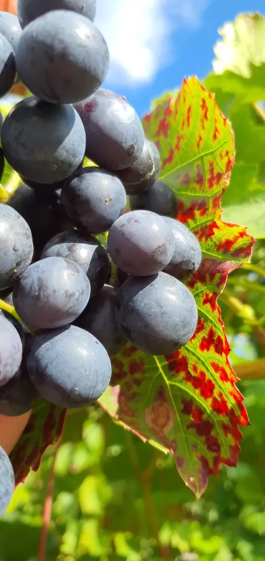 winorosl-agat-donski-2l-styl-ogrod-srodziemnomorski-ogrod-wiejski-ogrod-skalny-ogrod-nowoczesny-ogrod-japonski