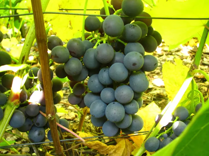 winorosl-agat-donski-2l-producent-szkolka-pnaczy-marek-wedrowski