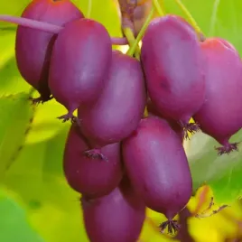 aktinidia-purpurna-sadowa-ostrolistna-zenska-1l