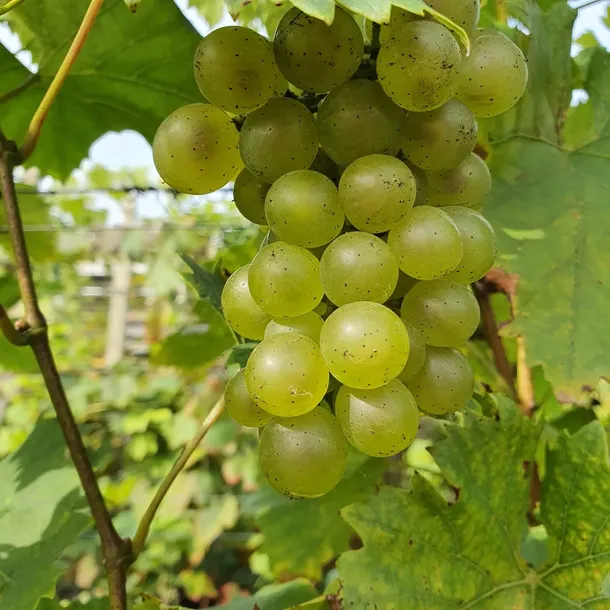 winorosl-bianca-2l-odmiana-bianca