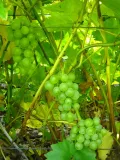 winorosl-bianca-2l-nazwa-lacinska-vitis-vinifera