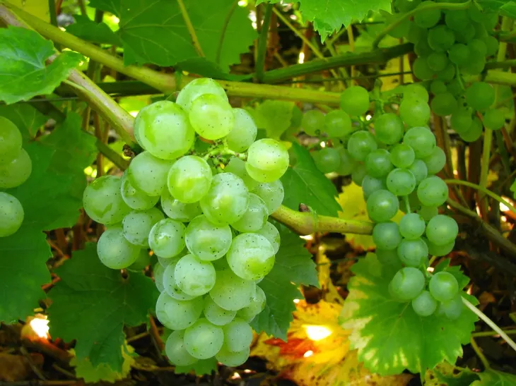 winorosl-bianca-2l-styl-ogrod-srodziemnomorski-ogrod-wiejski-ogrod-skalny-ogrod-nowoczesny-ogrod-japonski-rodzaj-rosliny-winorosl