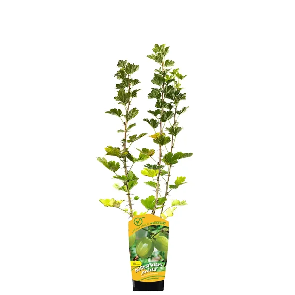 agrest-bialy-invicta-1l-odmiana-invicta