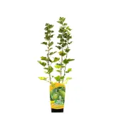 agrest-bialy-invicta-1l-odmiana-invicta