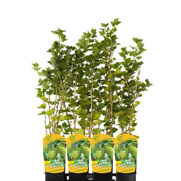 agrest-bialy-invicta-1l-producent-szkolka-pnaczy-marek-wedrowski