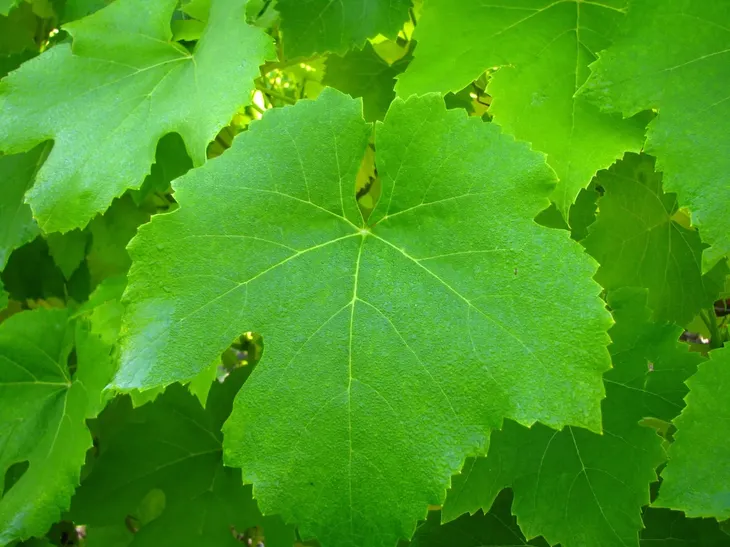 winorosl-alden-2l-rodzaj-rosliny-winorosl