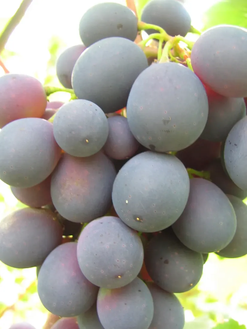 winorosl-alden-2l-styl-ogrod-srodziemnomorski-ogrod-wiejski-ogrod-skalny-ogrod-nowoczesny-ogrod-japonski